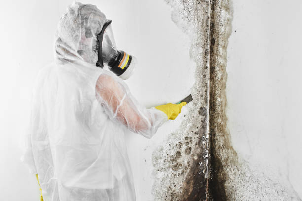 Mold Remediation for Rental Properties in Pittsville, MD